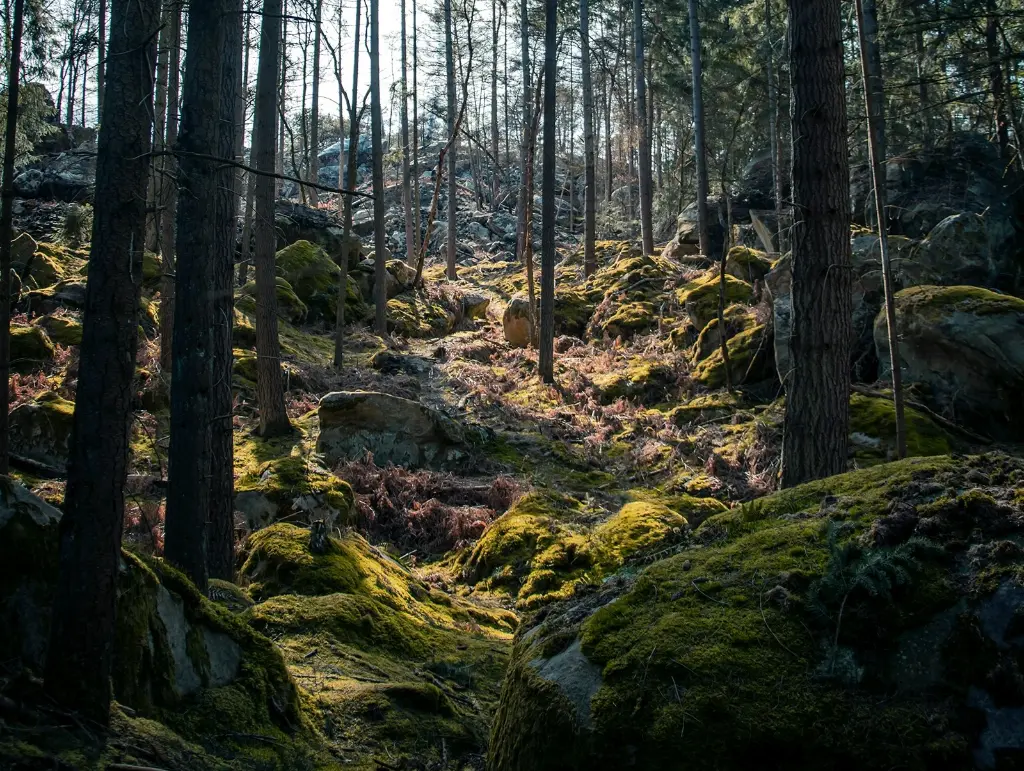 Île-de-France banner